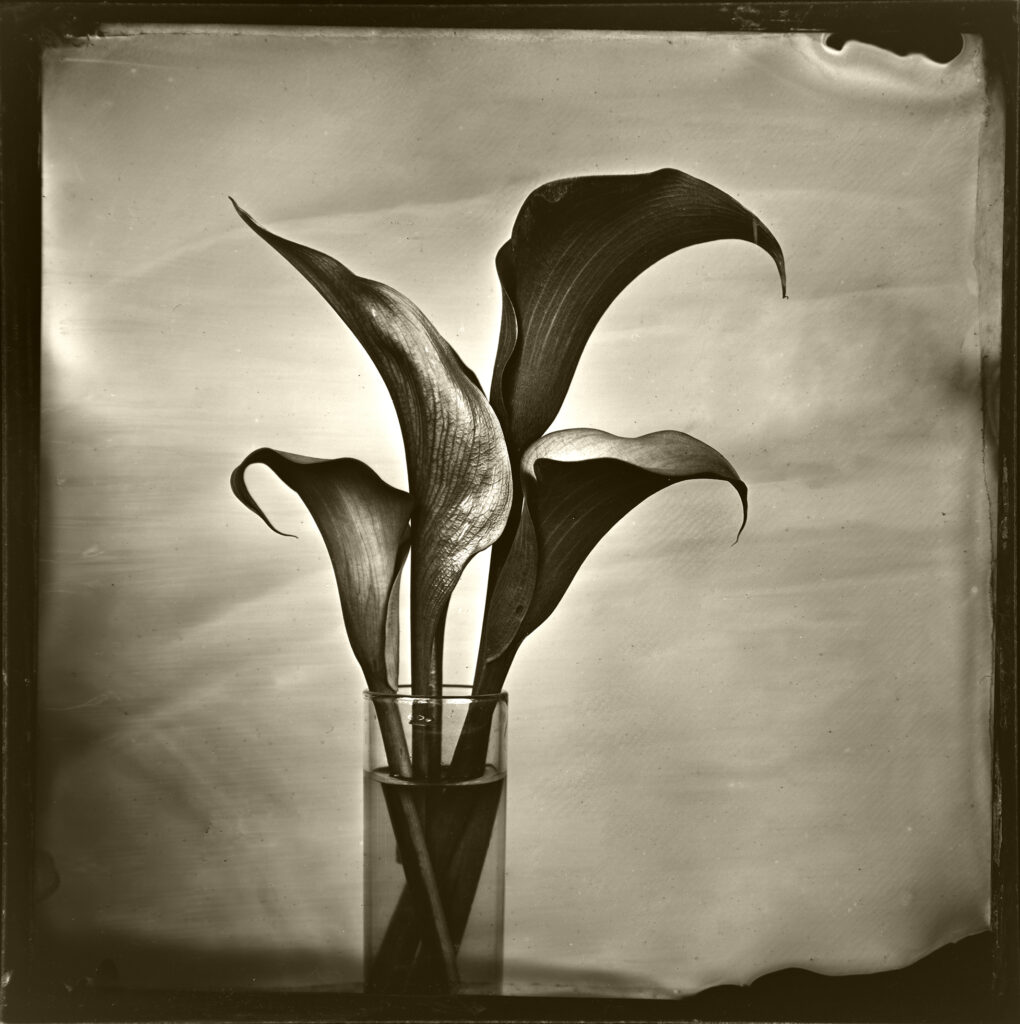 calla lily