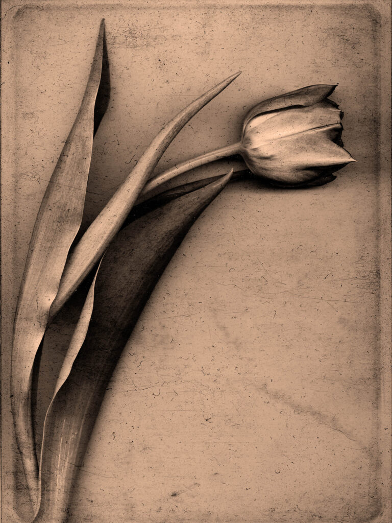 tulip