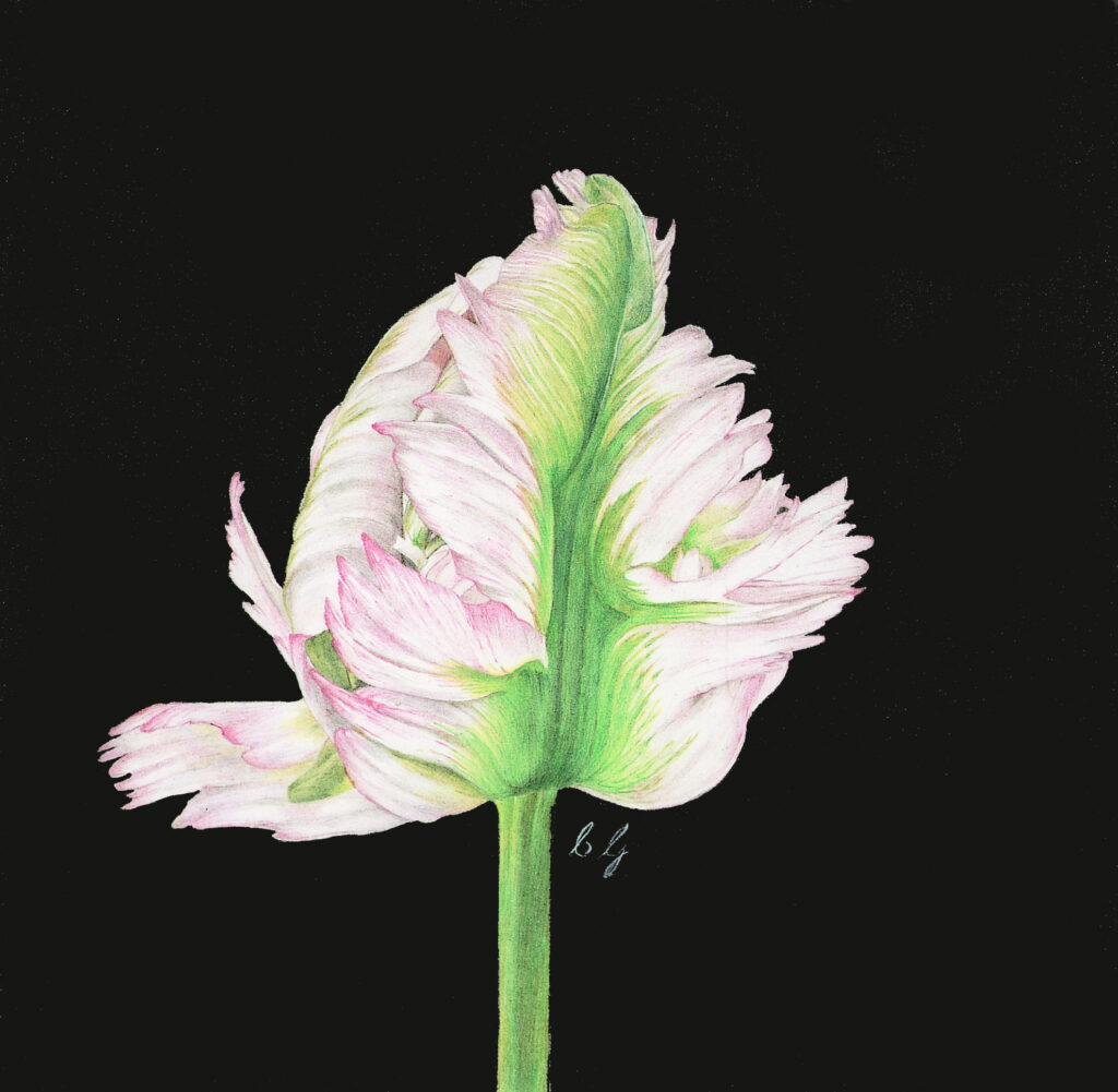 parrot tulip 3
